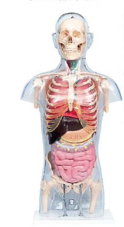 頭頸軀干骨、骨盆與內(nèi)臟關(guān)系附透明軀殼模型