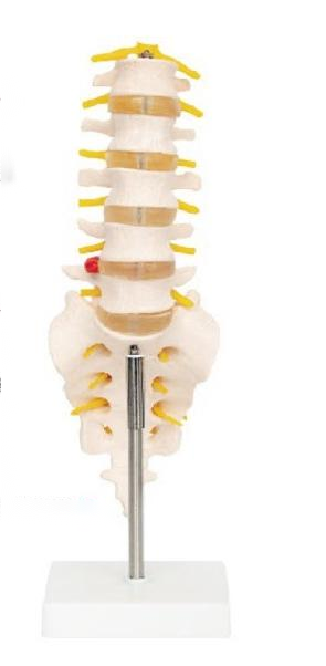 腰骶椎與脊神經(jīng)模型