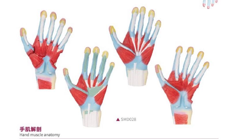 手肌解剖模型