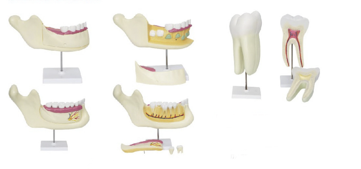 磨牙、乳牙、恒牙模型