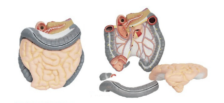 結(jié)腸空、回腸解剖模型