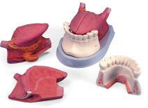 舌解剖連、牙模型（三部件）