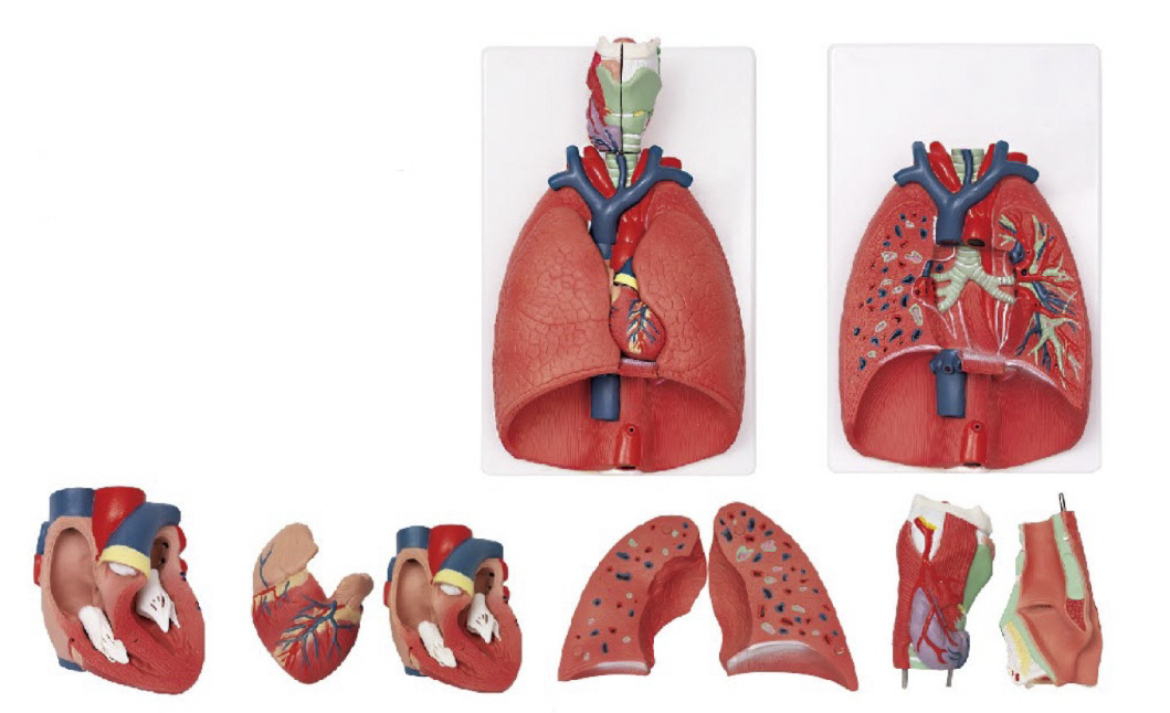 呼吸系統(tǒng)模型