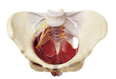 女性骨盆附盆底肌和神經(jīng)模型