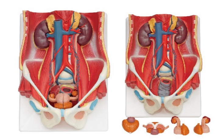 泌尿系統(tǒng)模型