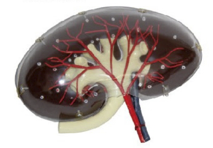 透明腎臟模型