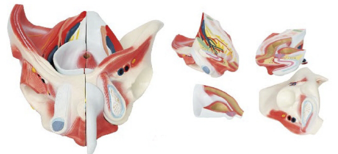 男性骨盆附盆底肌肉層次解剖模型
