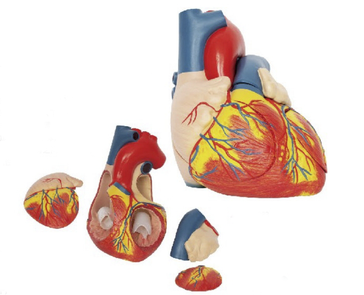 心臟解剖模型