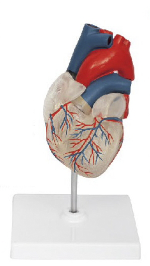 透明心臟解剖模型