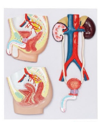 泌尿系統(tǒng)浮雕模型