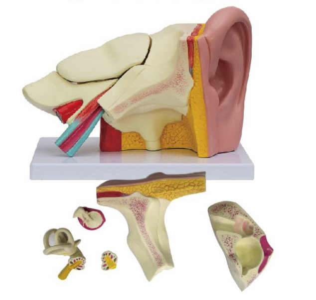 耳（外、中、內(nèi)）解剖模型