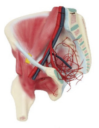 髖肌及髂內(nèi)動(dòng)脈分布