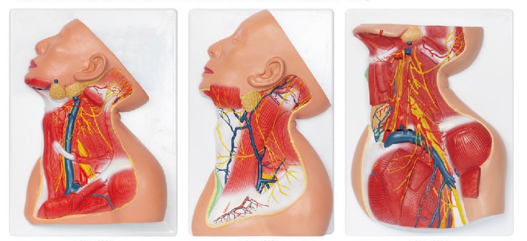 頸部淺、中、深層解剖模型