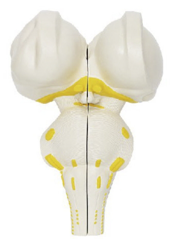 腦干矢狀切面模型