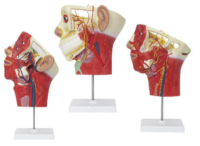 頭面及頸部血管神經(jīng)分布