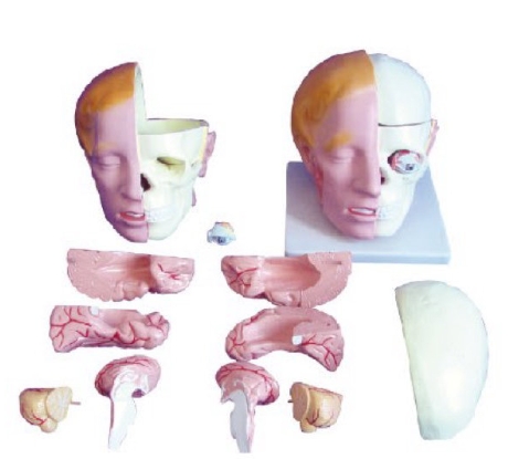 頭解剖附腦模型