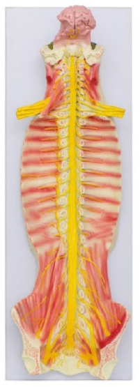 腦脊髓與周圍神經解剖模型(椎管內脊髓與脊神經)