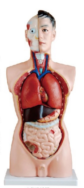男性人體軀干模型