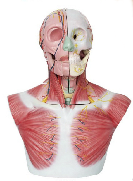 頭部、頸部層次解剖模型附腦N、A