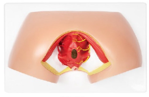 女性會陰模型