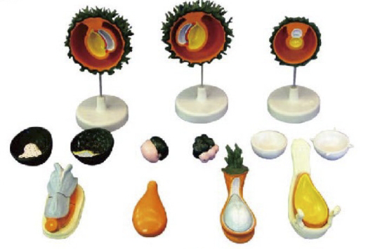 人胚受精、卵裂和胚泡形成過程模型