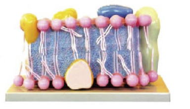 細胞膜模型