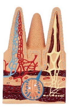 腸絨毛組織模型