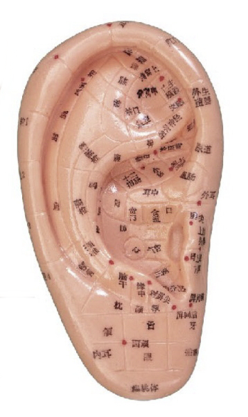 按摩耳 12CM (中文、英文右耳）