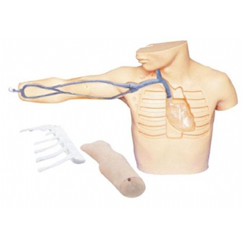 JD/L67A外周穿刺、中心靜脈穿刺插管模型
