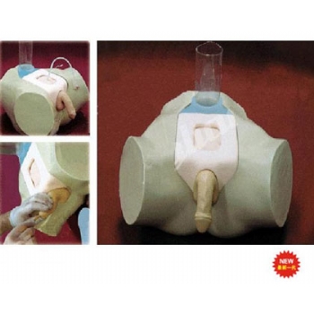 高級(jí)男性膀胱穿刺模型
