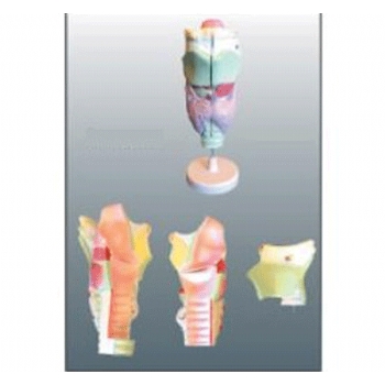 喉軟骨及喉肌解剖放大模型