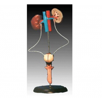 男性泌尿生殖系統(tǒng)模型