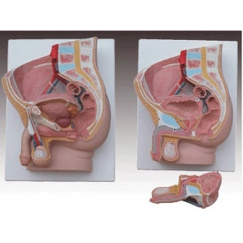 男性盆腔矢狀切面模型
