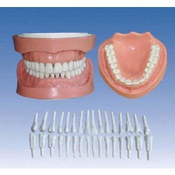 可卸式有根標準牙模型