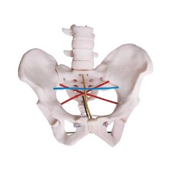 骨盆測量示教模型