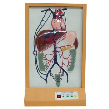 門靜脈側(cè)支循環(huán)電動模型