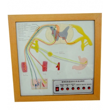 脊神經的組成和分布電動模型