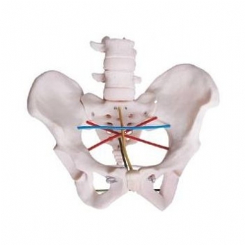 骨盆測(cè)量模型【JD/F22】