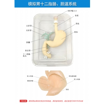 胃鏡與ERCP檢查訓練模型