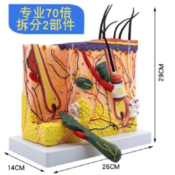 皮膚放大模型